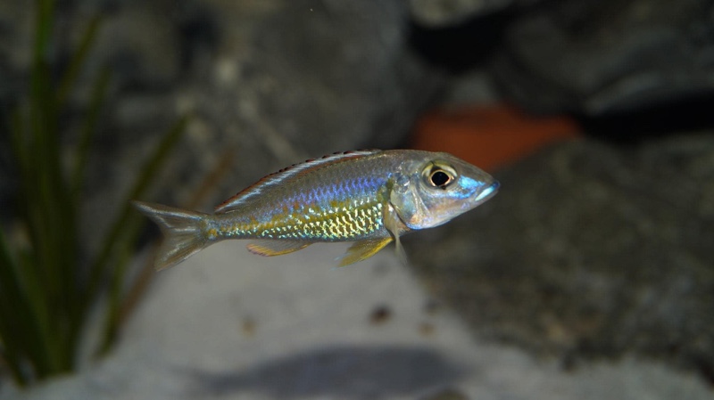 Callochromis pleurospilus 'Ujiji'
